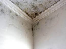 Best Forensic Mold Investigation  in Duluth, GA